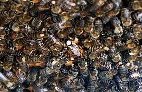 Honigbienen mit Knigin (w.P.)